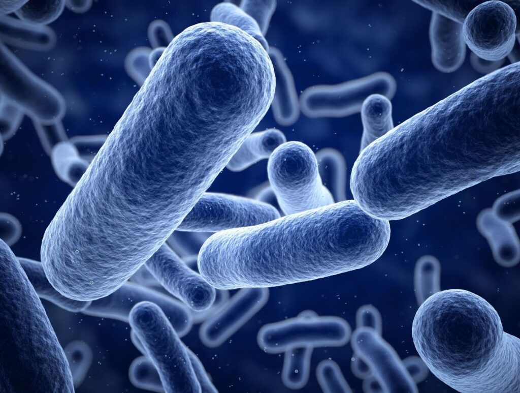 closeup view of a microscopic image of bacteria